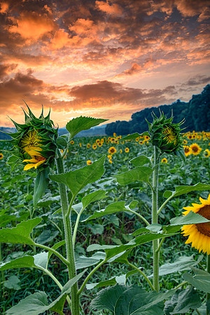 SUNFLOWER STANDOFF