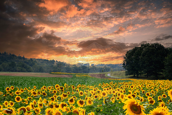 FIELDS OF GOLD