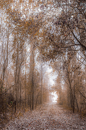 THE HIGH ROAD