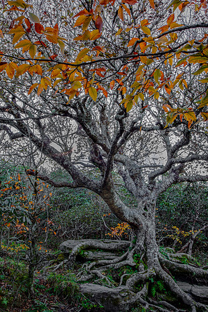 AUTUMN AT CRAGGY (V)