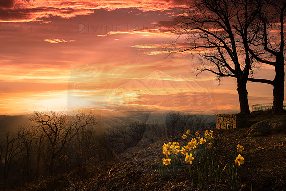 DAFFODILS AT JUMPOFF