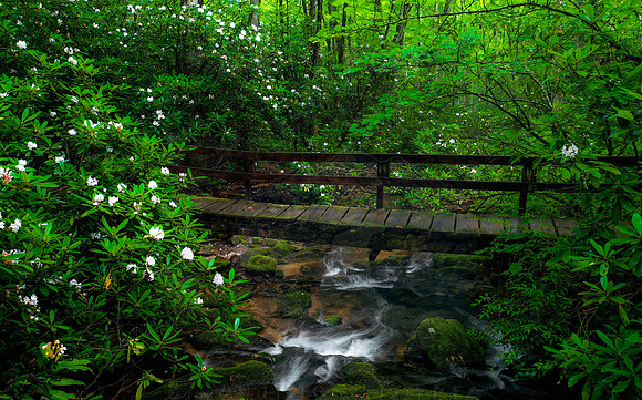 ENCHANTED FOREST