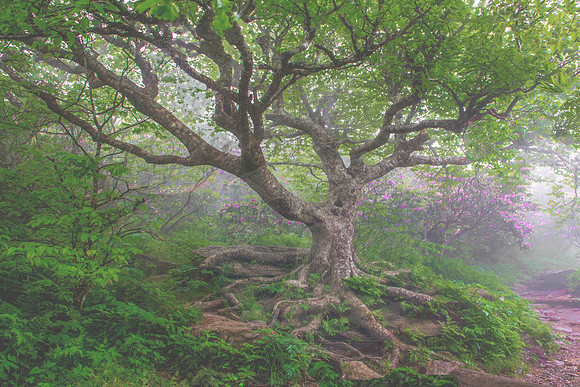 CRAGGY MOUNTAIN MIST