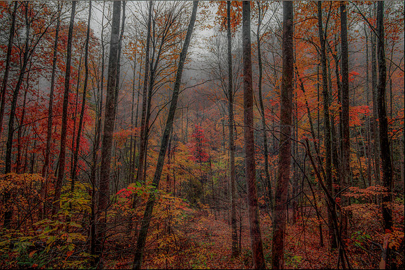 FOG IN THE FOREST
