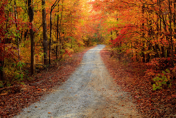 FALL INTO THE FOREST