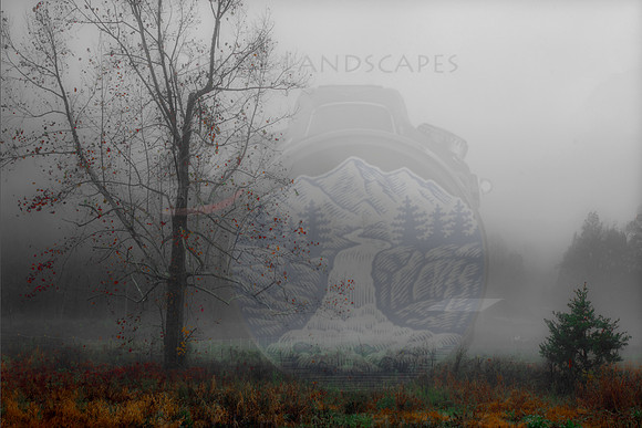 MISTY MEADOW
