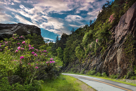 RHODODENDRON ROAD