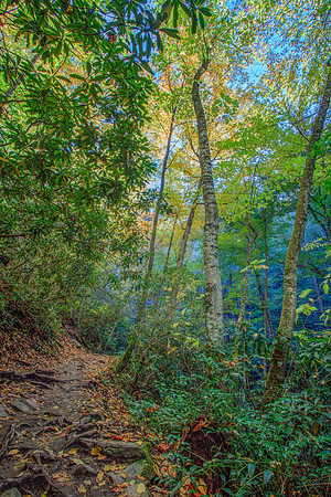 BLUE FOREST