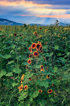 CHRISTMAS SUNFLOWER