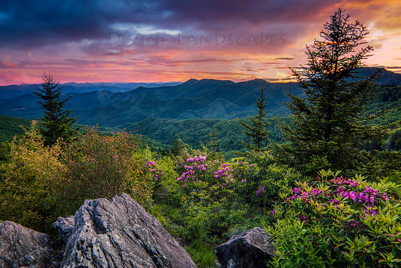 RHODIES AND SUMMER SKIES