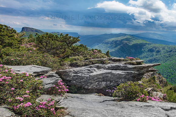 AZALEAS ON HAWKSBILL