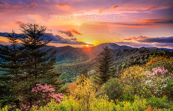 Spring Glow