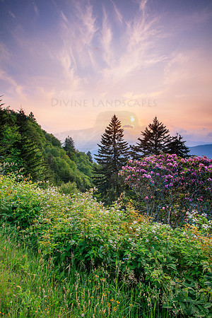 LAVENDER SKIES