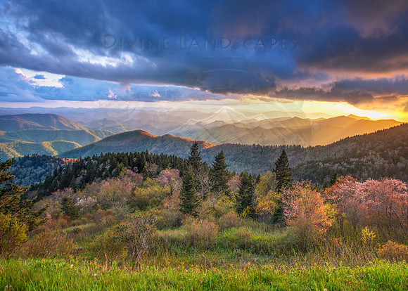 SPRING OVER COWEE