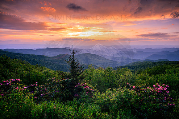 BLUE RIDGE BEAUTY