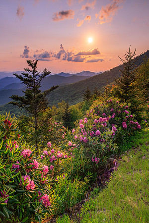THESE HILLS ARE ALIVE