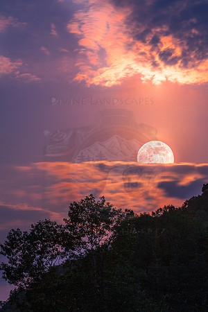 STRAWBERRY MOONSHINE