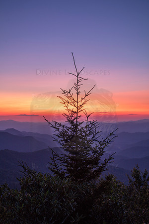 THE LONESOME TREE