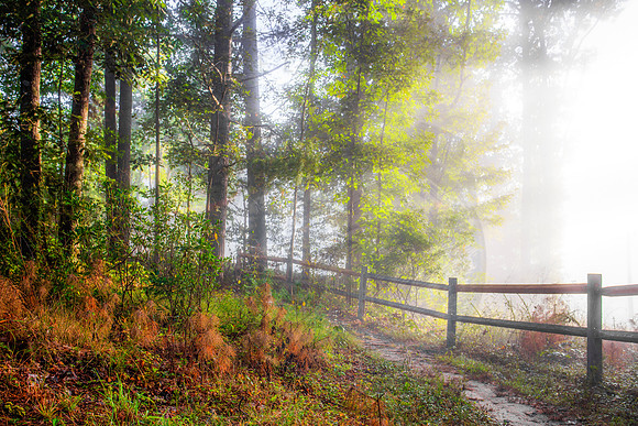 SILENT MORNING