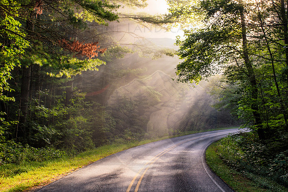 Rays Of Beauty