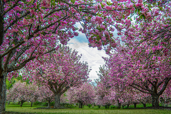 Blossoming Hearts