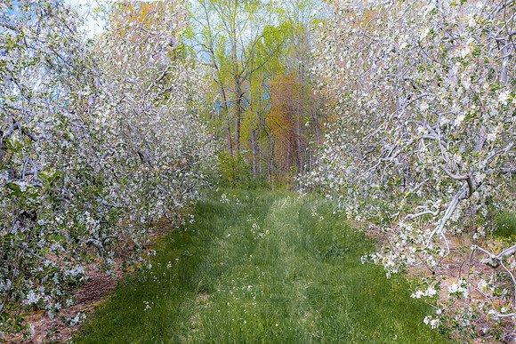 FALLING PETALS