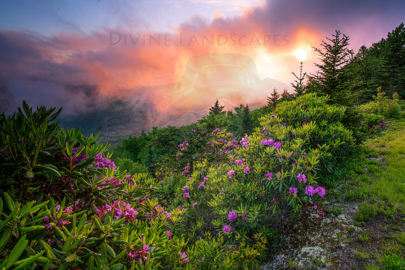 FIERY FLOWERS