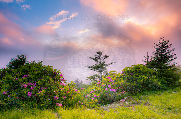 MISTY MOUNTAIN