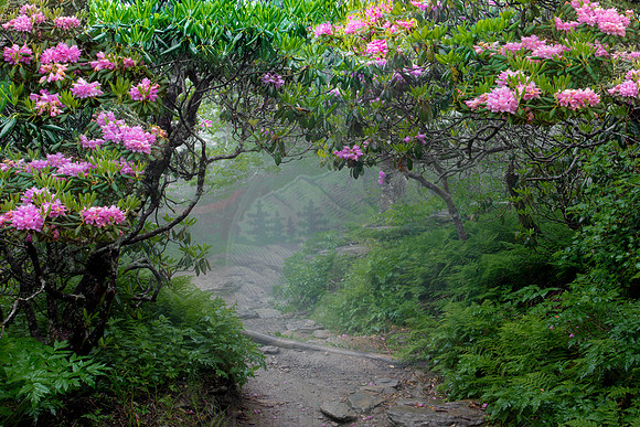 MISTY FLOWERS