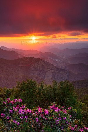 Rhodie Gold