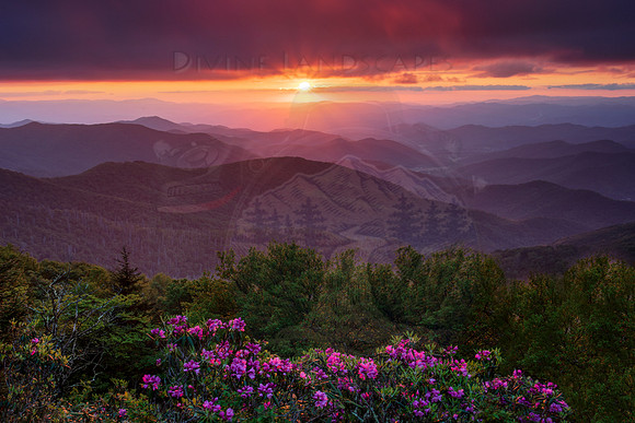 Rhodie Gold (H)