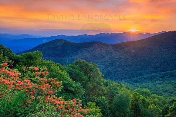 AZALEAS ON THE HORIZON