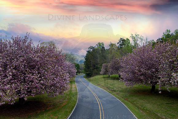 BLOSSOMING CURVES